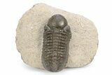 Bargain, Reedops Trilobite - Atchana, Morocco #340902-3